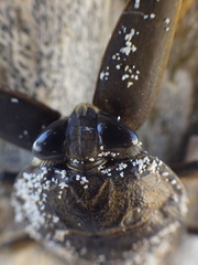 Lethocerus collosicus