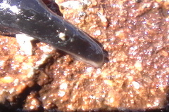 Cerebratulus macrostomus