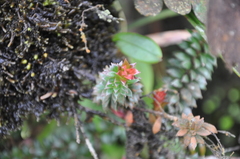 Disterigma panamense