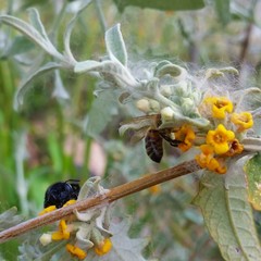 Buddleja mendozensis
