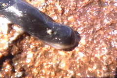 Cerebratulus macrostomus