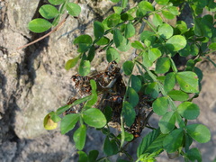 Polistes pacificus