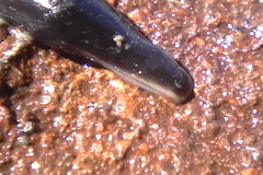 Cerebratulus macrostomus
