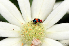 Dicranolaius bellulus