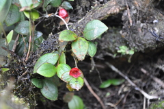 Sphyrospermum dissimile