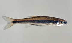 Notropis cummingsae