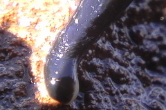 Cerebratulus macrostomus
