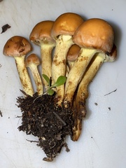 Pholiota squarrosoadiposa