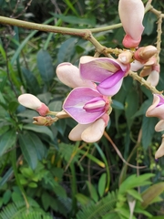 Millettia