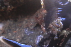 Cerebratulus macrostomus