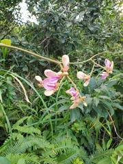 Millettia