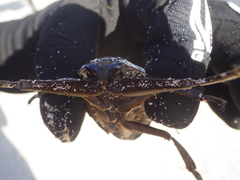 Lethocerus collosicus