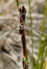 Machaerina rubiginosa