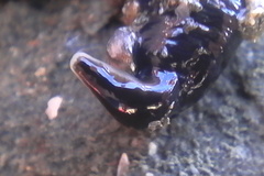 Cerebratulus macrostomus