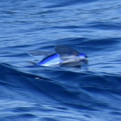 Cheilopogon melanurus