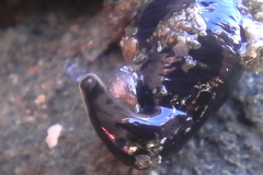 Cerebratulus macrostomus