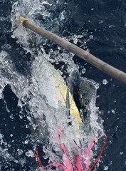 Thunnus atlanticus