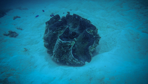 Giant Clam