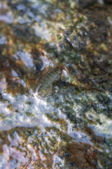 Traskorchestia traskiana