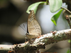 Archaeoprepona demophon centralis