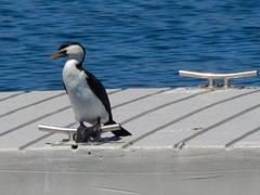 Microcarbo melanoleucos