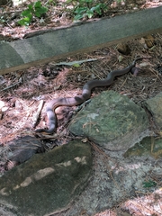Nerodia erythrogaster