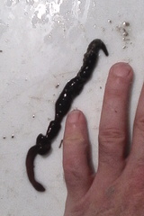 Cerebratulus macrostomus