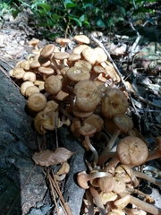 Desarmillaria caespitosa image