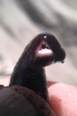 Cerebratulus macrostomus