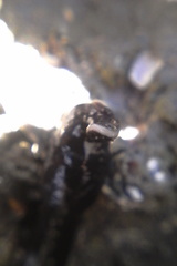 Cerebratulus macrostomus