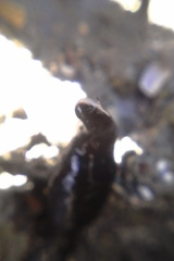 Cerebratulus macrostomus