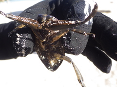 Lethocerus collosicus