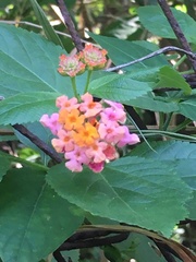 Lantana camara