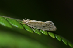 Tingena chloradelpha