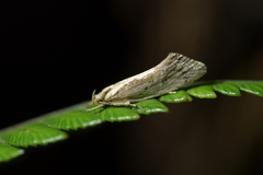 Tingena chloradelpha