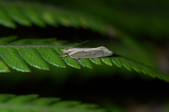 Tingena chloradelpha