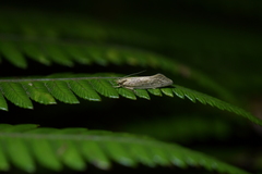 Tingena chloradelpha