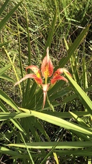 Lilium catesbaei image