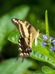 Heraclides andraemon tailori