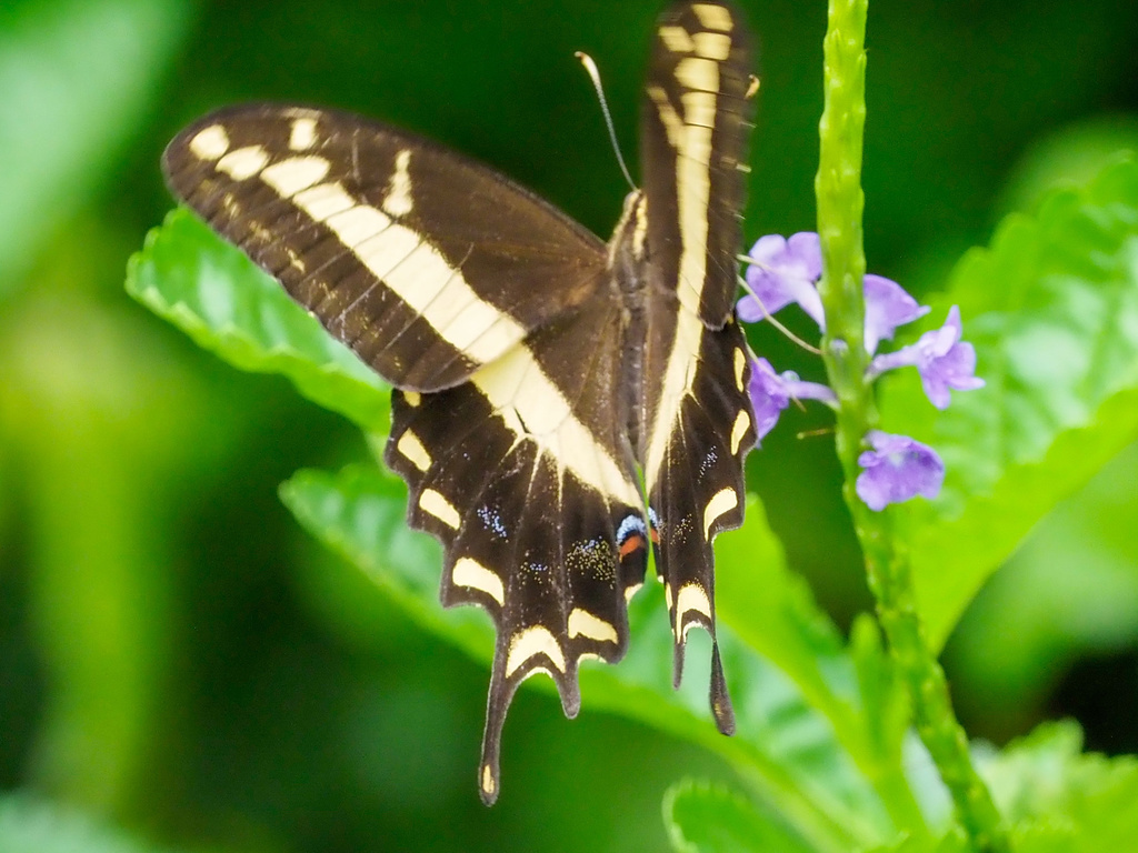 Bahaman Swallowtail