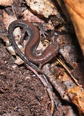 Plethodon sherando
