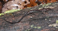 Plethodon sherando