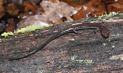 Plethodon sherando