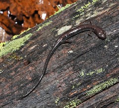 Plethodon sherando