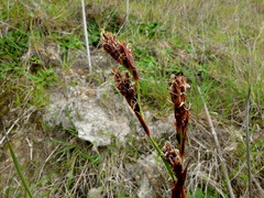 Machaerina rubiginosa