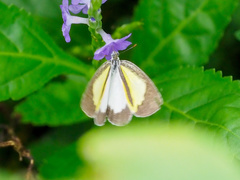 Eurema daira