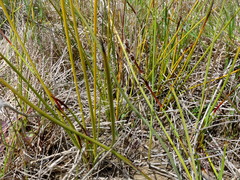 Machaerina rubiginosa