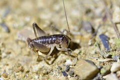 Stenopelmatoidea