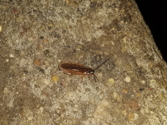 Blattoidae