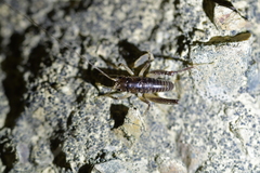 Stenopelmatoidea